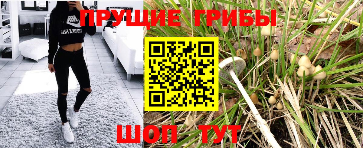 Псилоцибиновые грибы Psilocybe Тейково